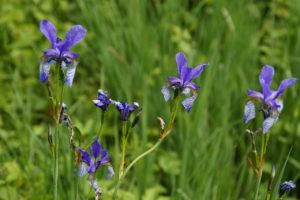 Teichzonen, Sibirische Schwertlilie