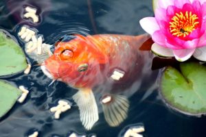 Teichbecken kaufen, Fisch