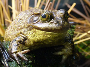 Frosch-Gartenteich-Quaken